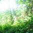  Terrain for sale in Tegallalang, Gianyar, Tegallalang