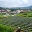  Terrain for sale in Baturiti, Tabanan, Baturiti