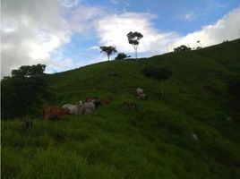 2 Schlafzimmer Villa zu verkaufen in San Carlos, Antioquia, San Carlos