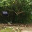  Land for sale in Cozumel, Quintana Roo, Cozumel, Quintana Roo