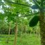  Land for sale in Gianyar Bali, Tegallalang