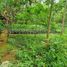  Land for sale in Gianyar Bali, Tegallalang