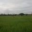  Land for sale in Balzar, Guayas, Balzar, Balzar