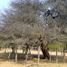  Land for sale in Rivadavia, Salta, Rivadavia