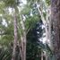  Terreno (Parcela) en venta en Kaua, Yucatán, Kaua