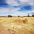  Land for sale in Guadalupe, Zacatecas, Guadalupe, Zacatecas
