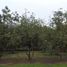  Land for sale in Chiquilistlan, Jalisco, Chiquilistlan