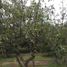  Land for sale in Chiquilistlan, Jalisco, Chiquilistlan
