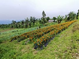  Grundstück zu verkaufen in Buleleng, Bali, Banjar