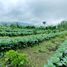  Grundstück zu verkaufen in Buleleng, Bali, Banjar