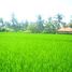  Land for sale in Ubud, Gianyar, Ubud