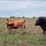  Terreno (Parcela) en venta en Chui, Rio Grande do Sul, Chui, Chui, Rio Grande do Sul