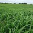  Terreno (Parcela) en venta en Chui, Rio Grande do Sul, Chui, Chui, Rio Grande do Sul