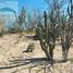  Terrain for sale in Baja California Sur, La Paz, Baja California Sur