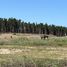  Land for sale in Chile, Puchuncavi, Valparaiso, Valparaiso, Chile