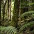  Land for sale in Chile, Puerto Varas, Llanquihue, Los Lagos, Chile