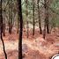  Land for sale in Temamatla, Mexico, Temamatla
