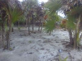  Grundstück zu verkaufen in Othon P Blanco, Quintana Roo, Othon P Blanco