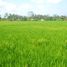  Land for sale in Ubud, Gianyar, Ubud