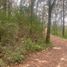  Land for sale in Contepec, Michoacan, Contepec