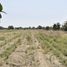 Land for sale in Tamuin, San Luis Potosi, Tamuin