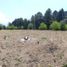  Land for sale in Tamuin, San Luis Potosi, Tamuin