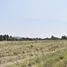  Land for sale in Tamuin, San Luis Potosi, Tamuin