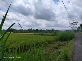  Land for sale in Yogyakarta, Sleman, Sleman, Yogyakarta