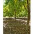  Land for sale in Chile, Los Andes, Los Andes, Valparaiso, Chile
