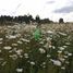  Land for sale in Chile, Osorno, Osorno, Los Lagos, Chile