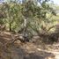  Land for sale in Melipilla, Santiago, Curacavi, Melipilla