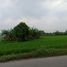  Land for sale in Mojokerto, East Jawa, Dlanggu, Mojokerto