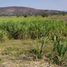  Land for sale in Miacatlan, Morelos, Miacatlan