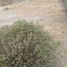  Land for rent in Del Centro, Oaxaca, Del Centro, Oaxaca