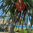 Land for sale in Dipaculao, Central Luzon, Dipaculao, Aurora