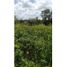  Land for sale in Motul, Yucatan, Motul