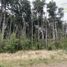  Terreno (Parcela) en venta en Chile, Puerto Varas, Llanquihue, Los Lagos, Chile