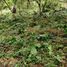  Terreno (Parcela) en venta en Las Cumbres, Ciudad de Panamá, Las Cumbres