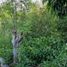  Terreno (Parcela) en venta en Lapu-Lapu City, Central Visayas, Lapu-Lapu City, Cebu