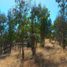 Land for sale in Chile, Litueche, Cardenal Caro, Libertador General Bernardo Ohiggins, Chile