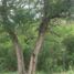  Land for sale in Juarez, Nuevo Leon, Juarez