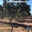  Land for sale in Mazatlan, Sinaloa, Mazatlan, Sinaloa