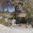  Land for sale in Cerritos, San Luis Potosi, Cerritos