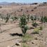  Land for sale in Chile, Ovalle, Limari, Coquimbo, Chile
