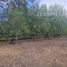  Terreno (Parcela) en venta en Chacabuco, Santiago, Colina, Chacabuco