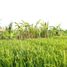  Land for sale in Selemadeg, Tabanan, Selemadeg