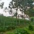  Terreno (Parcela) en venta en Pakis, East Jawa, Pakis