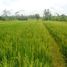  Land for sale in Tampak Siring, Gianyar, Tampak Siring