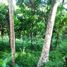  Land for sale in Selemadeg, Tabanan, Selemadeg