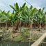  Land for sale in La Troncal, Canar, La Troncal, La Troncal, Canar
